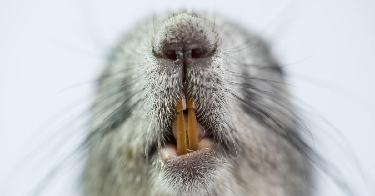 19-squirrel-teeth-facts