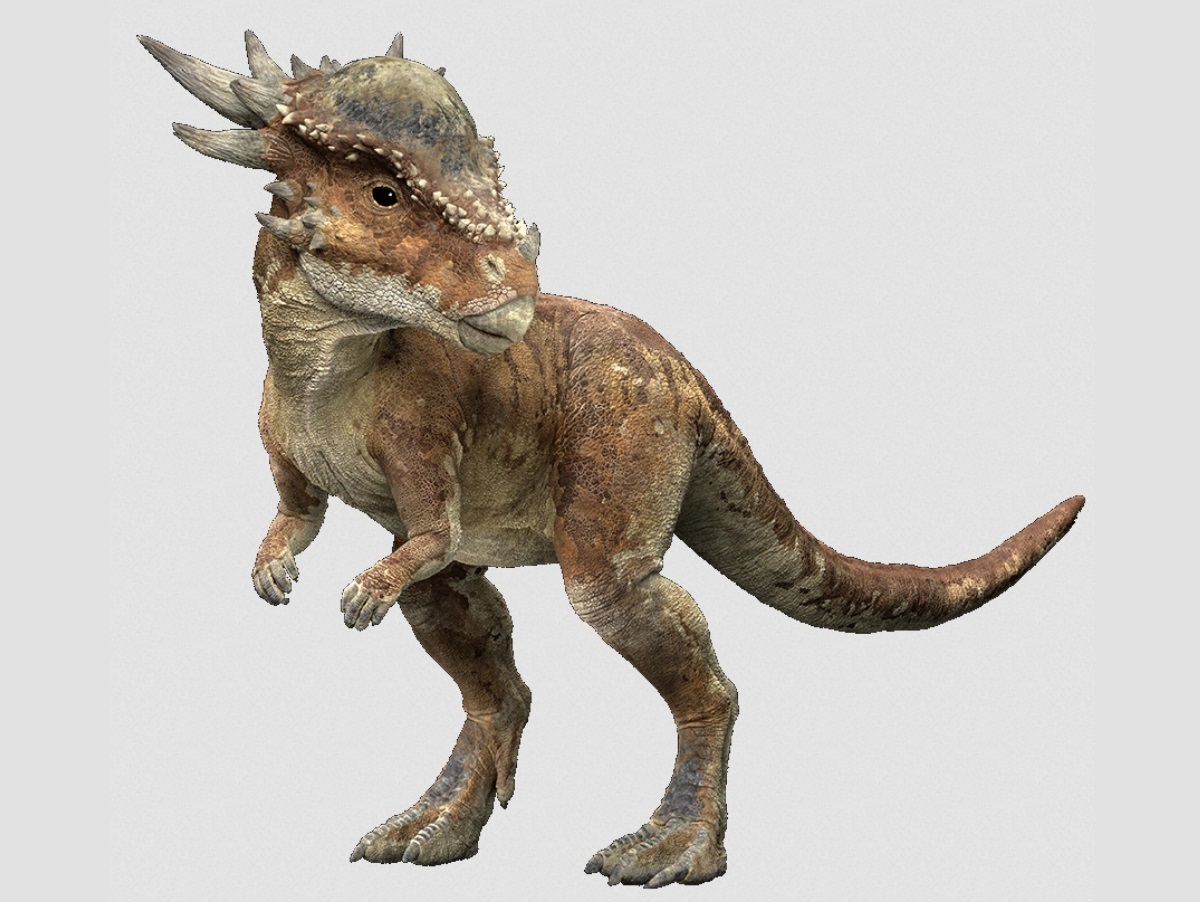 Triceratops horridus, facts and photos