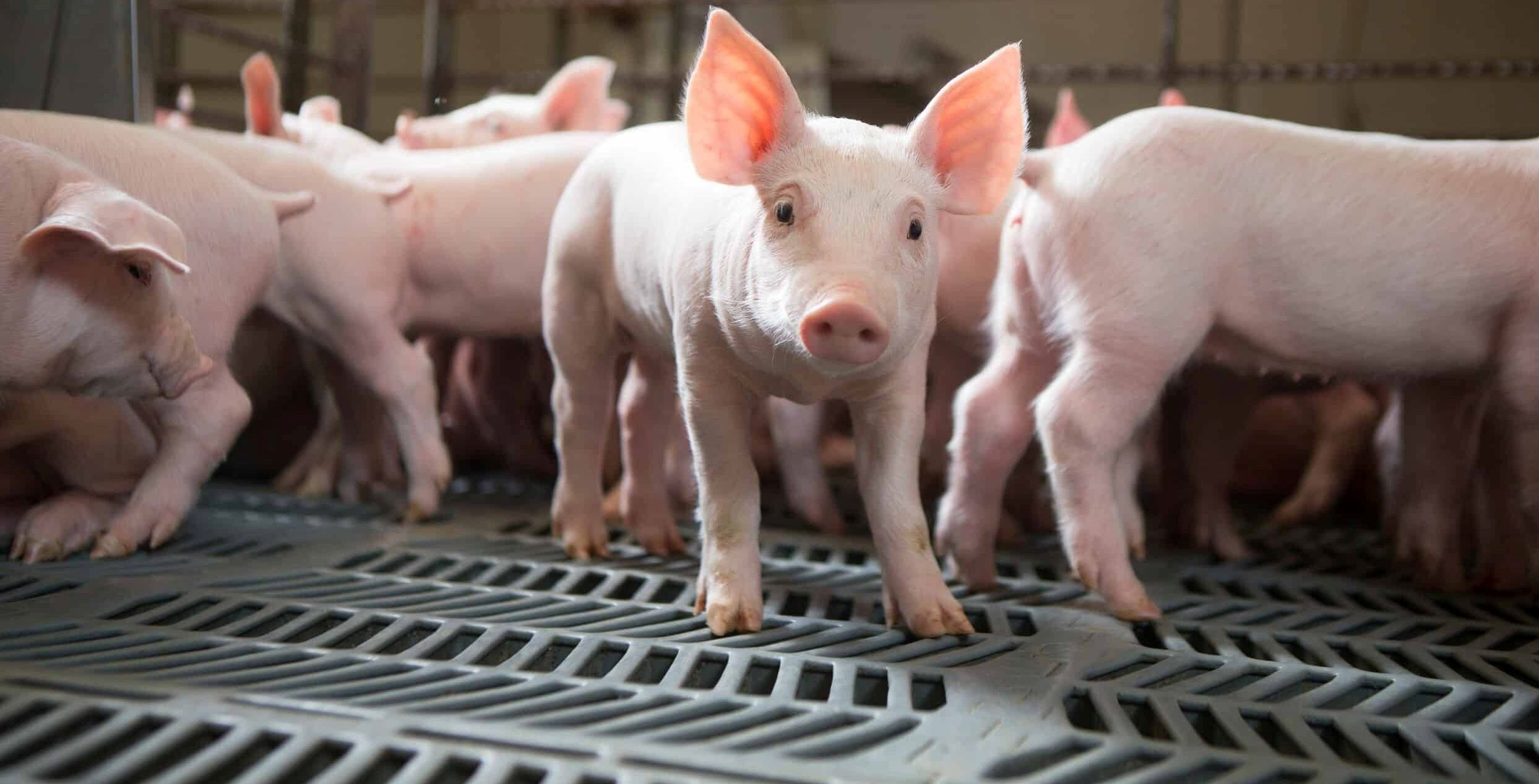 19-swine-production-facts