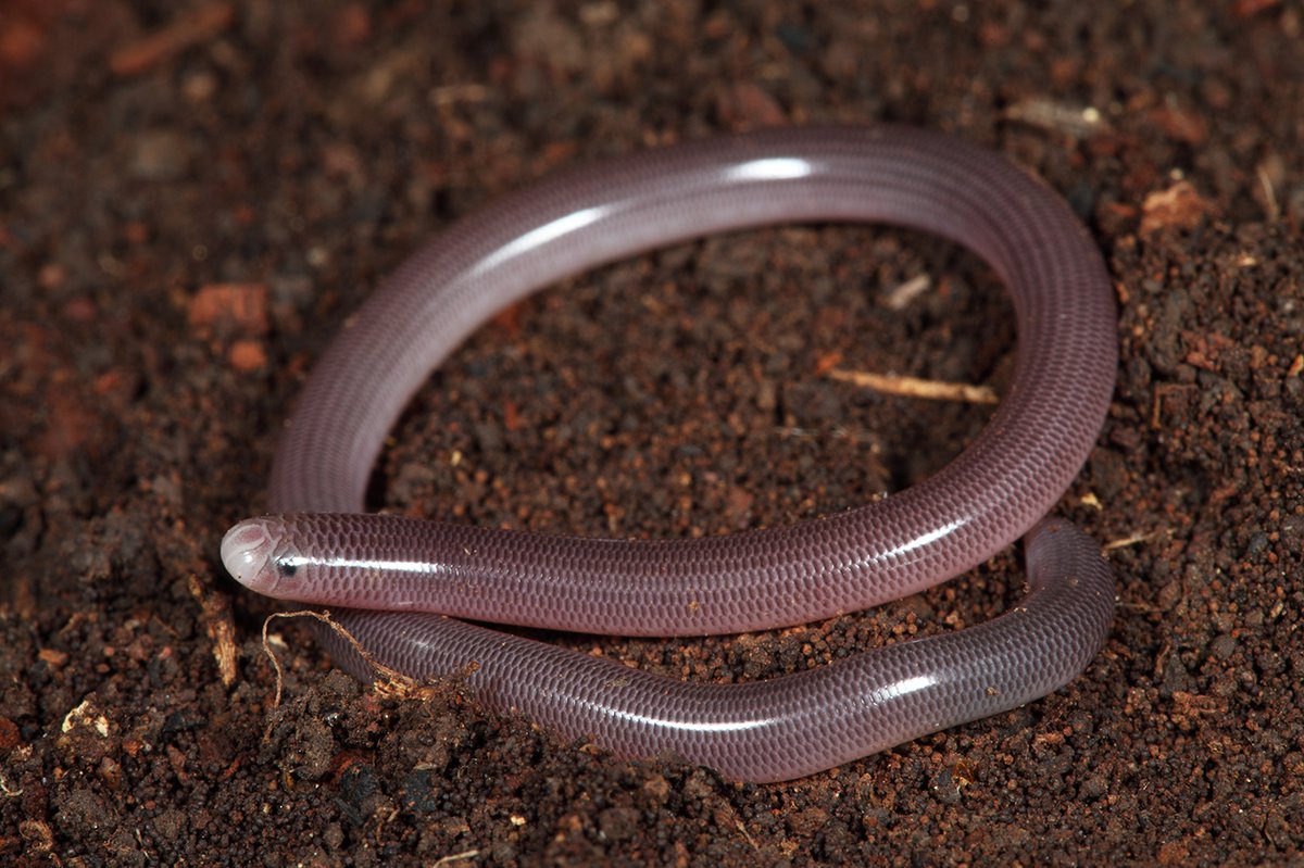 19-texas-blind-snake-facts
