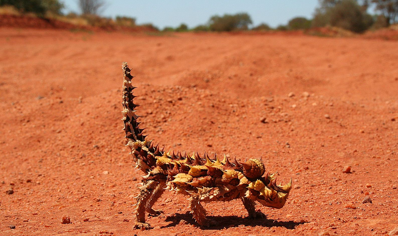 19 Thorny Devil Facts For Kids - Facts.net