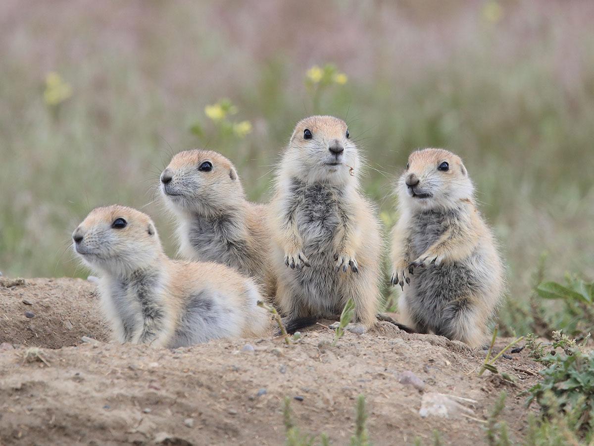 19-white-tailed-prairie-dog-facts