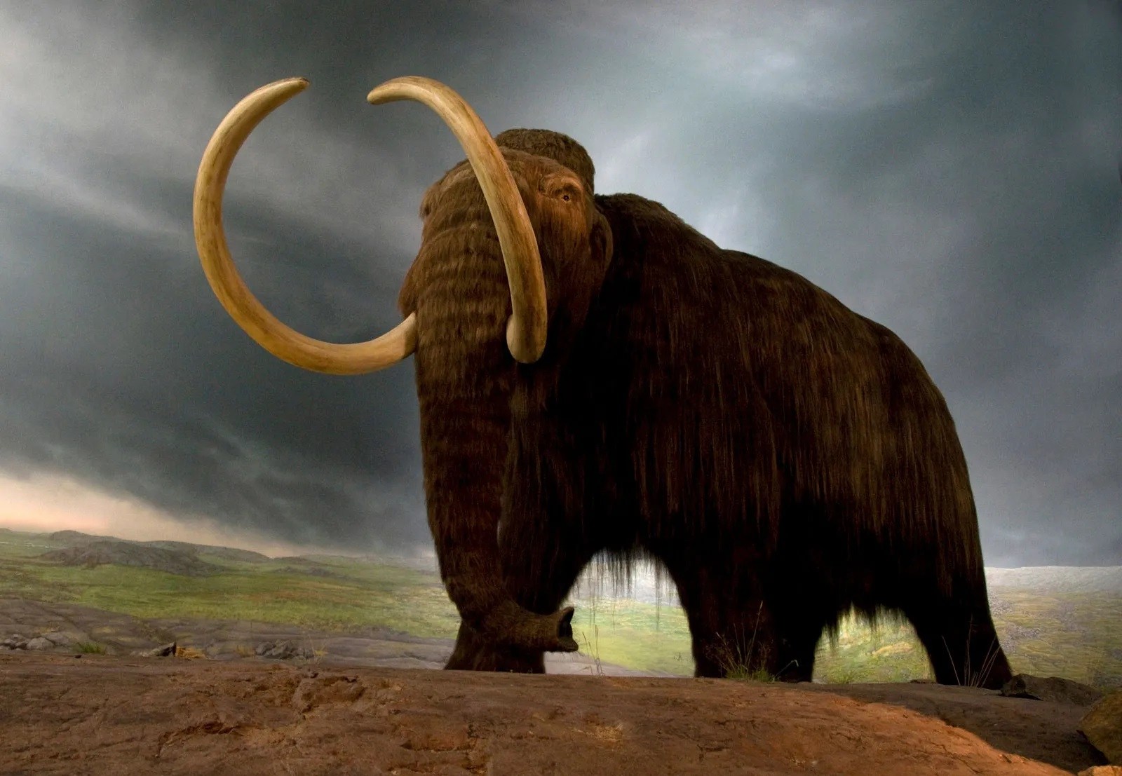 19-woolly-mammoth-facts-for-kids