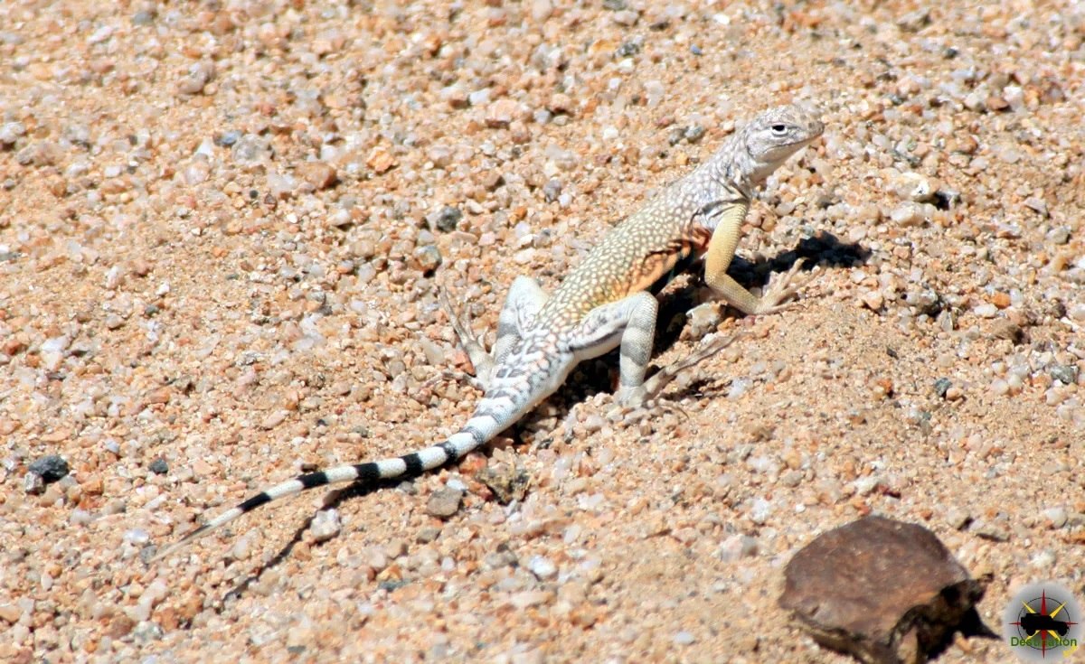 19-zebra-tailed-lizard-facts