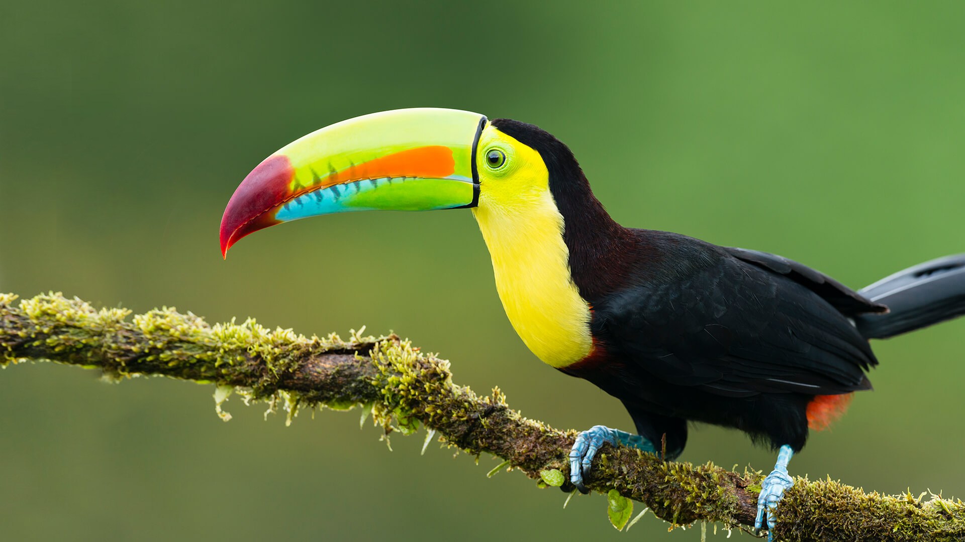 20-30-interesting-facts-about-toucans