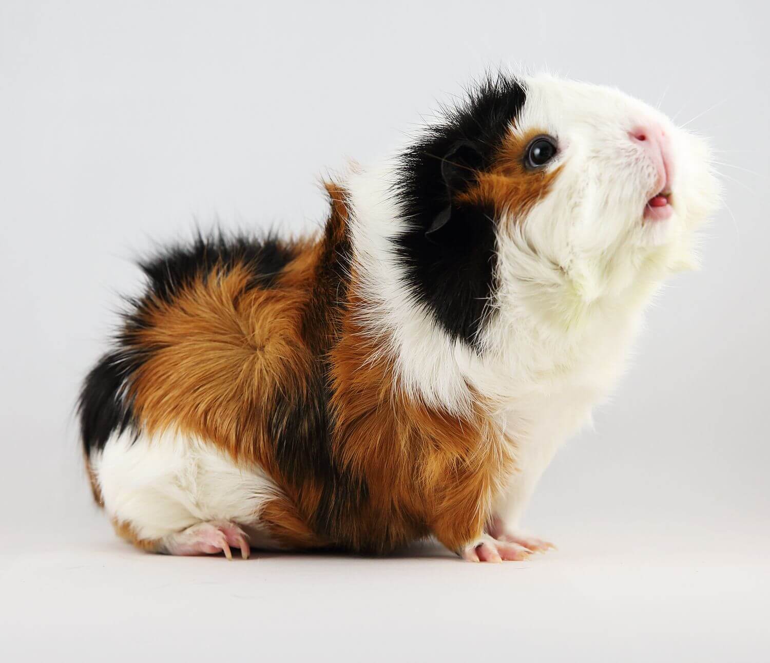 20-abyssinian-guinea-pig-facts