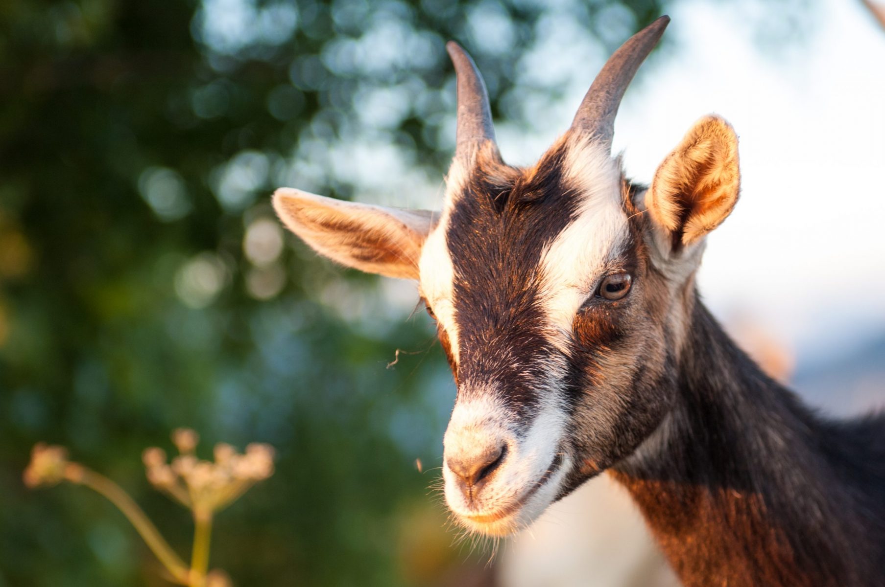 20-alpine-goat-facts