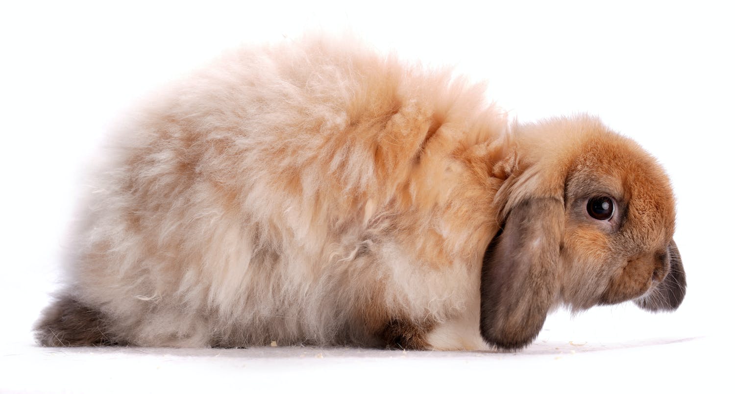 20-american-fuzzy-lop-facts
