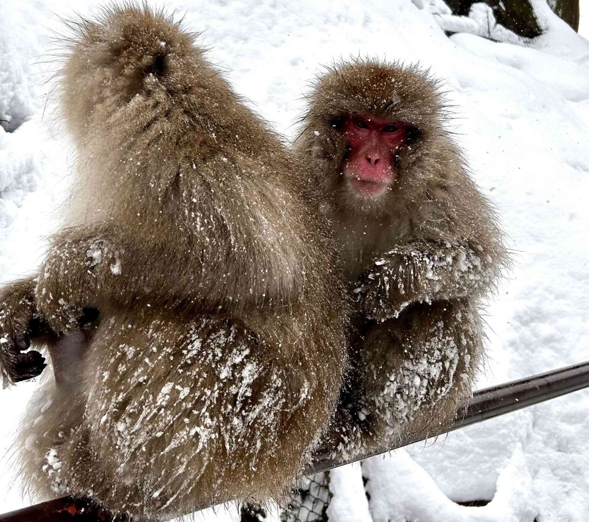 20-arctic-monkeys-facts