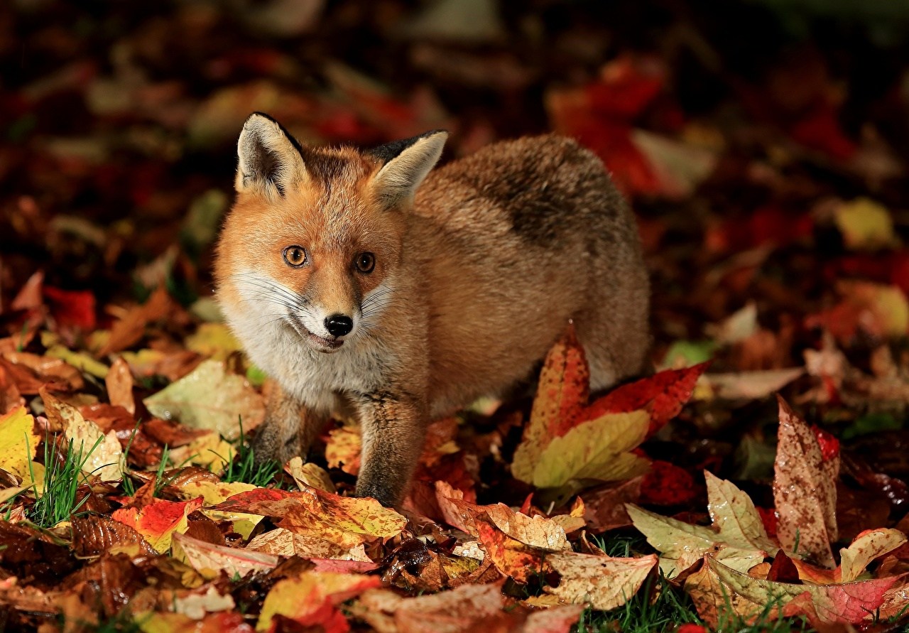 20-autumn-animal-facts