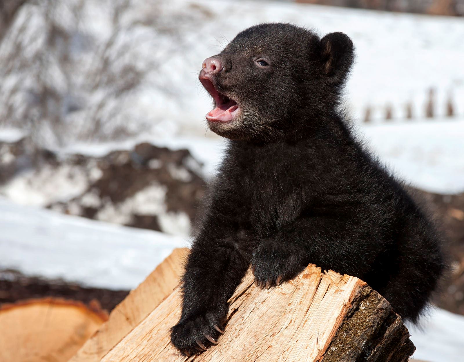 20-baby-bear-facts