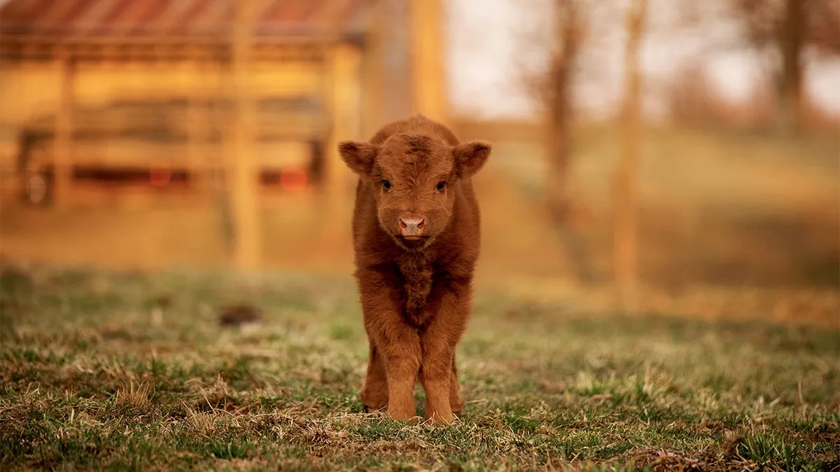 20 Baby Cow Facts - Facts.net