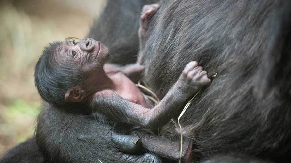 20-baby-gorillas-facts