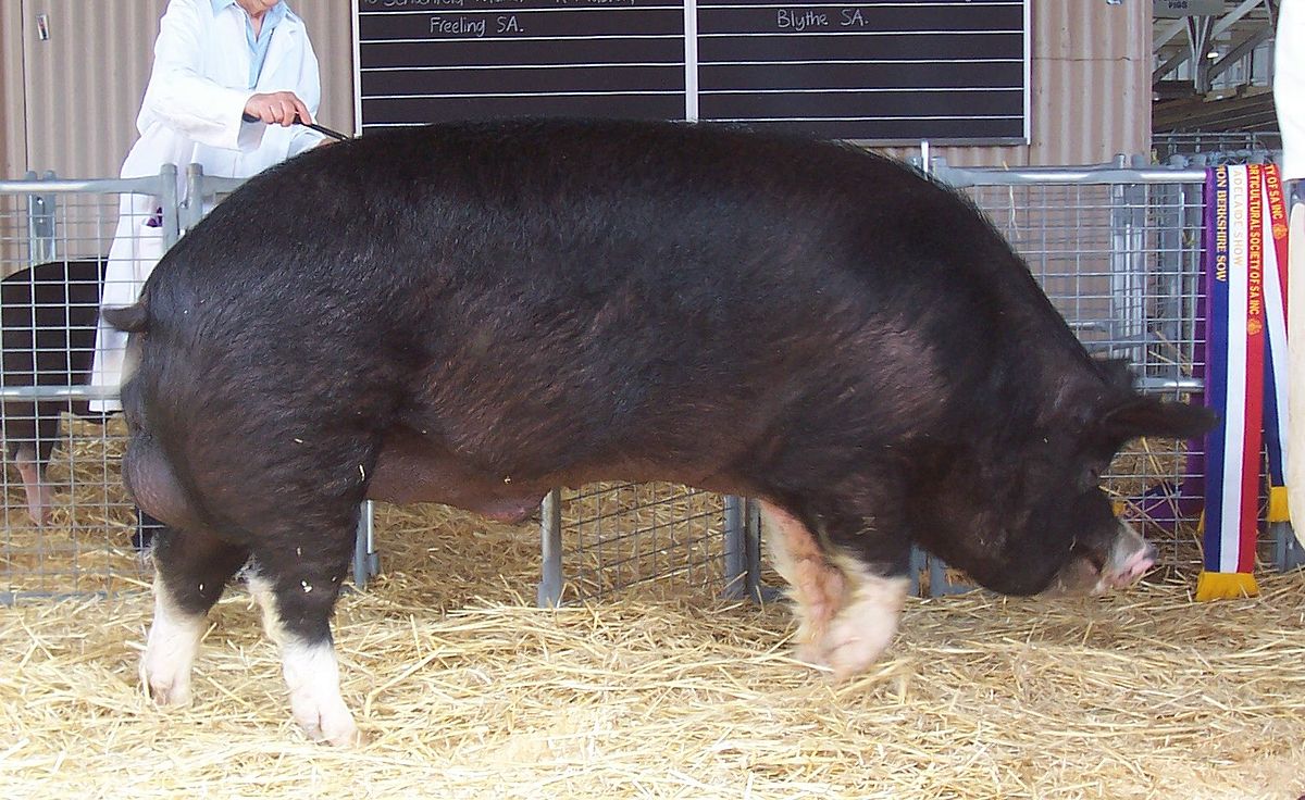 20-berkshire-pig-facts