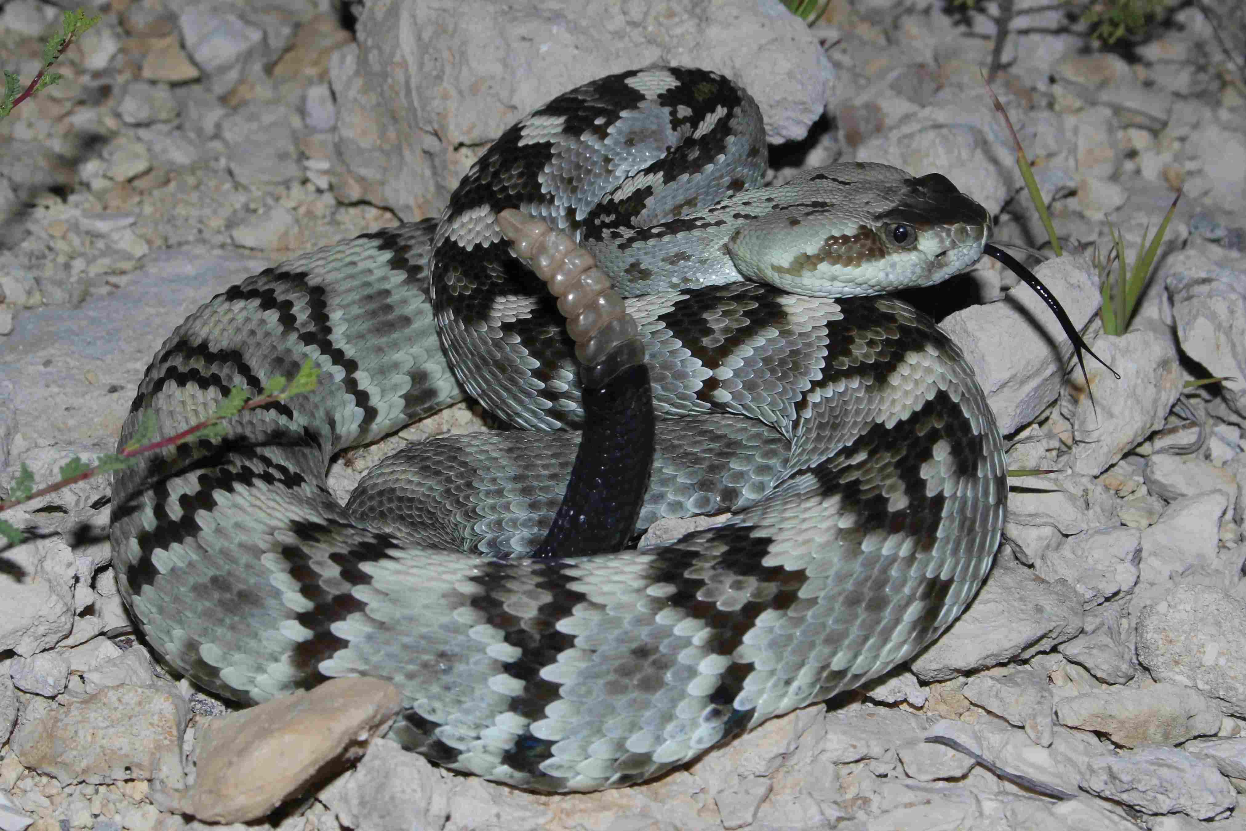 20-black-tailed-rattlesnake-facts