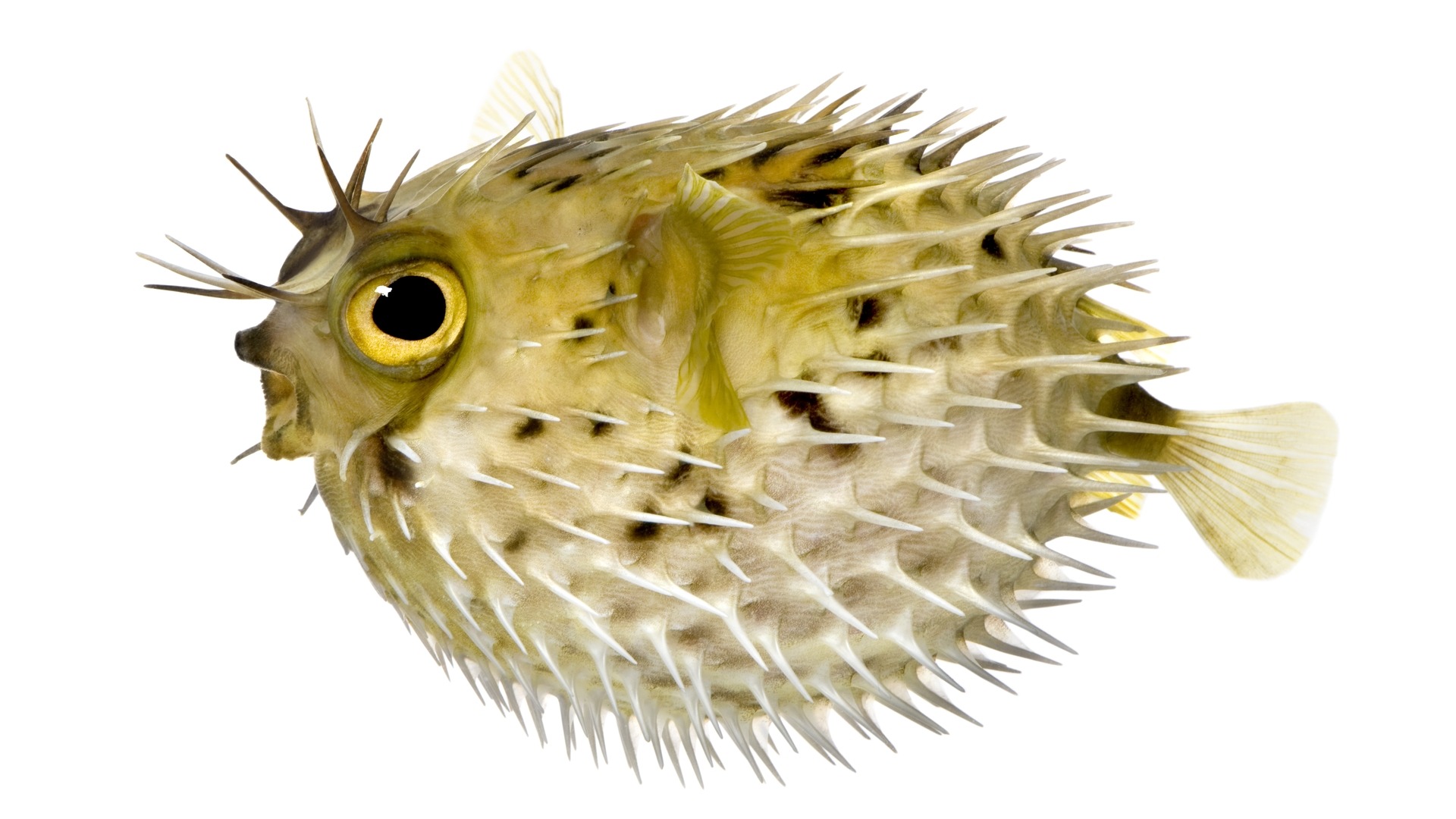 20-blowfish-facts