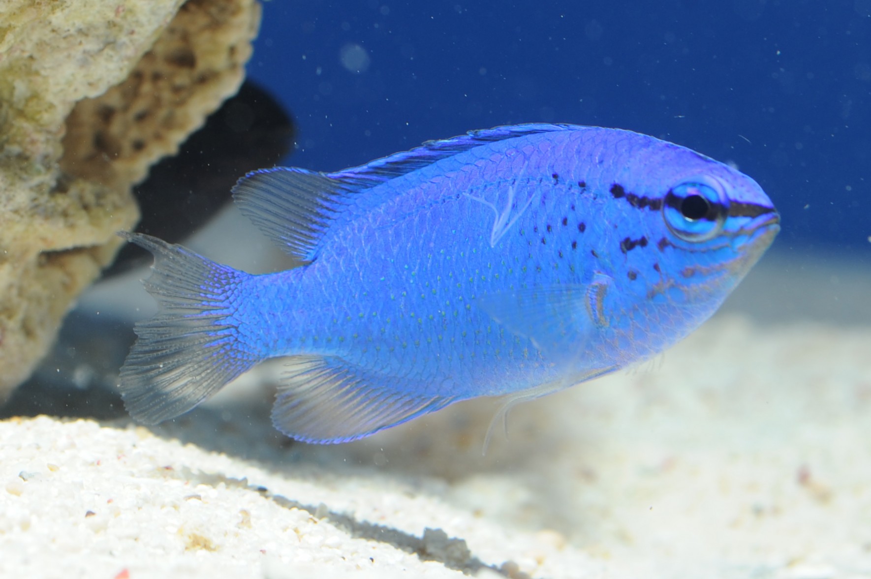 20-blue-damselfish-facts