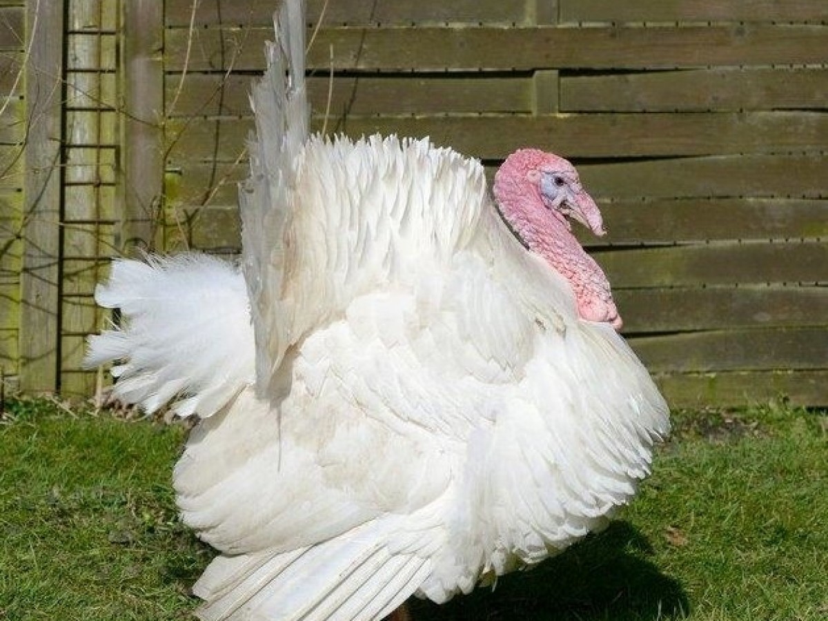 20-broad-breasted-white-turkey-facts