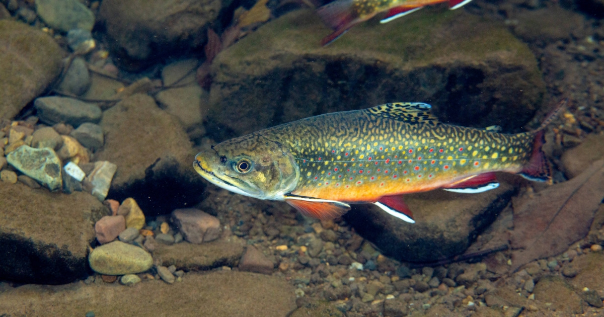 20-brook-trout-habitat-facts