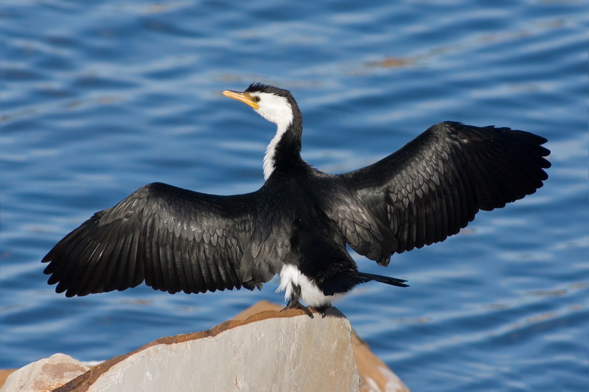 20-cormorant-bird-facts
