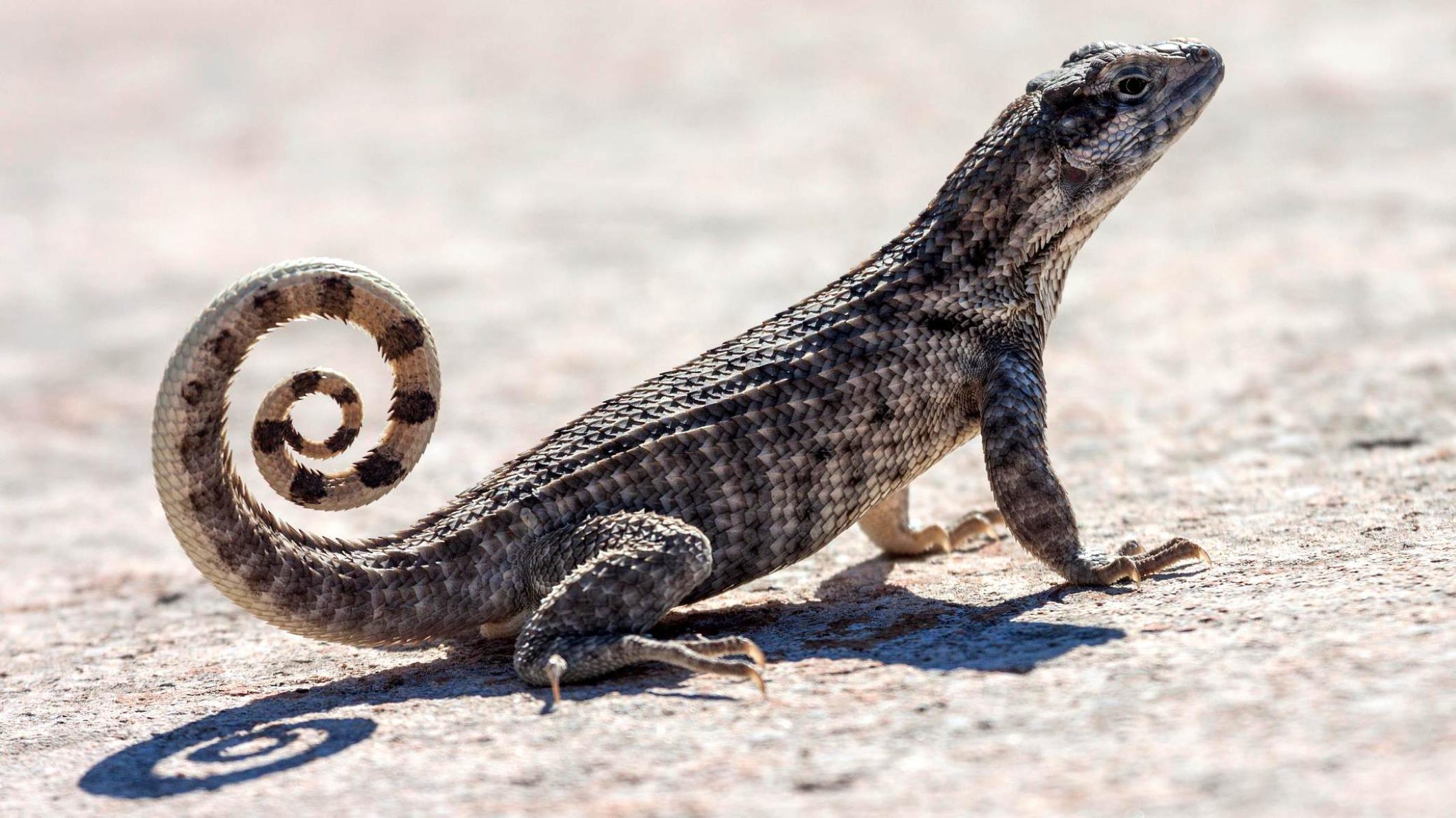 20 Curly Tailed Lizard Facts 