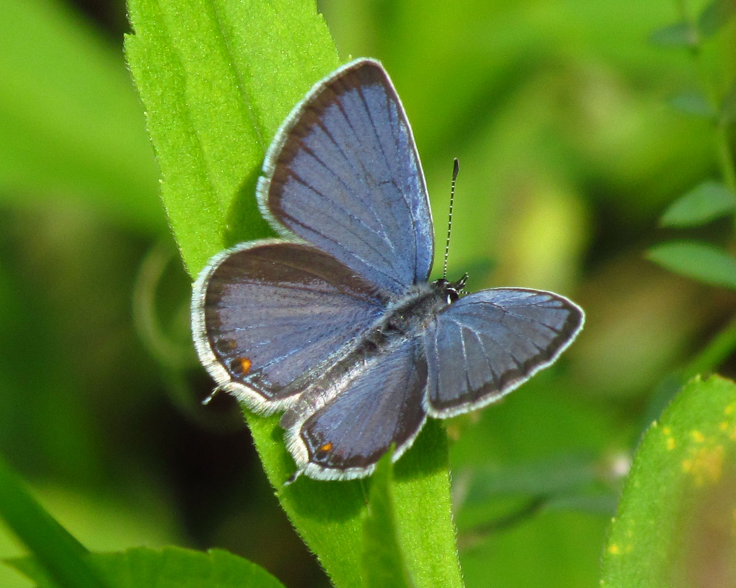 20-eastern-tailed-blue-butterfly-facts