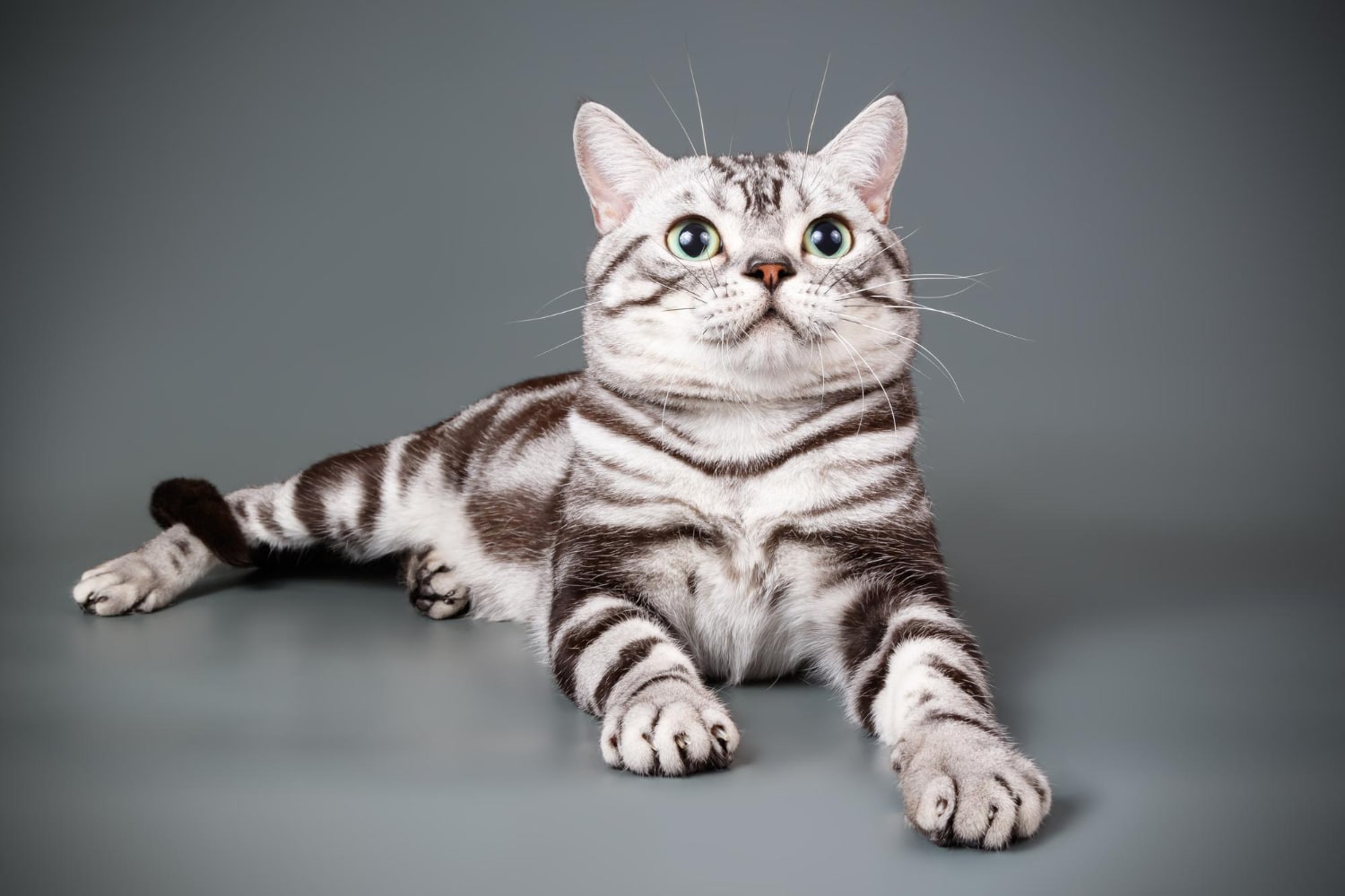 20-facts-about-american-shorthair-cats