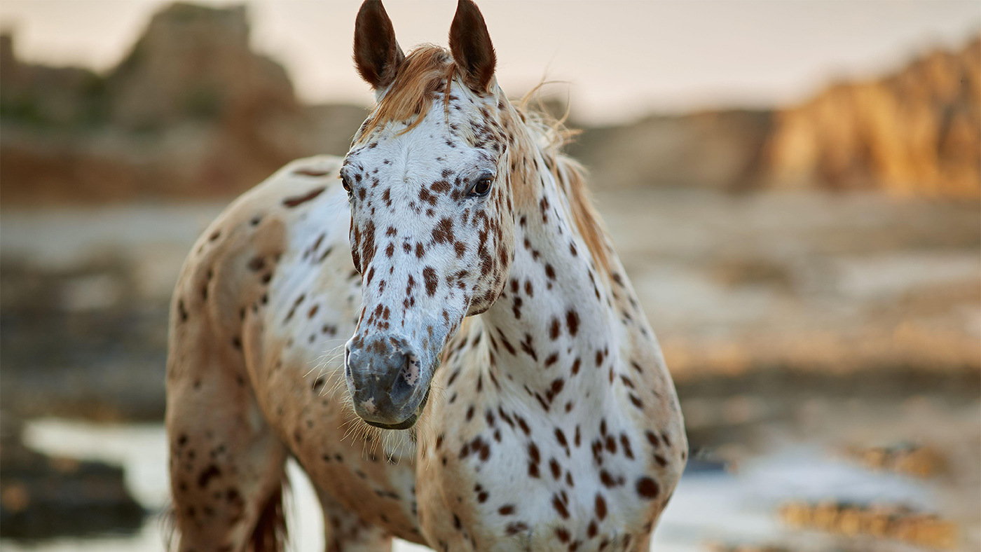 20-facts-about-appaloosa-horses