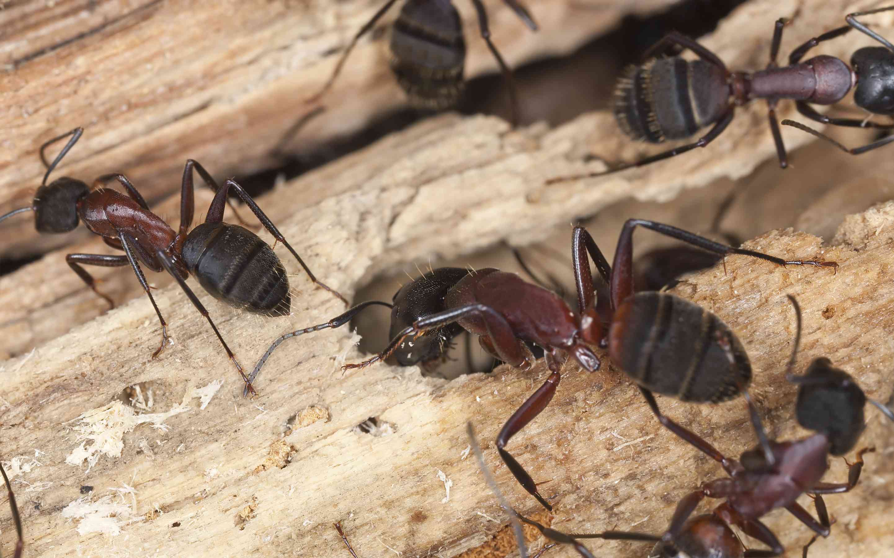 20-facts-about-carpenter-ants