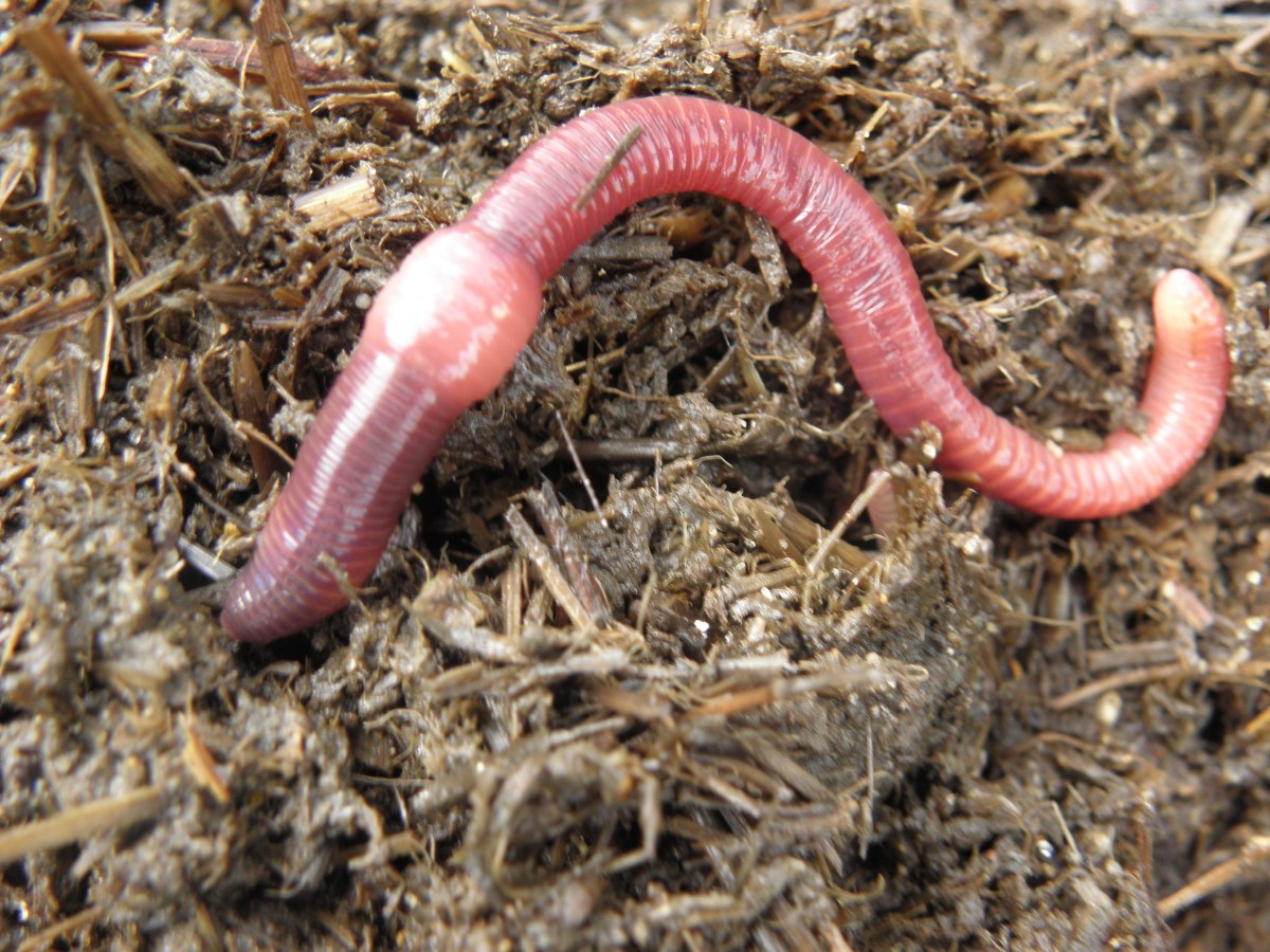 20-facts-about-red-worms