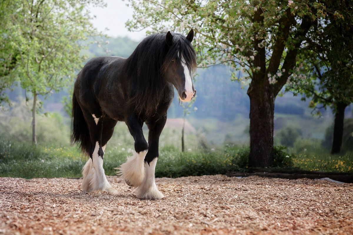 20-facts-about-shire-horses