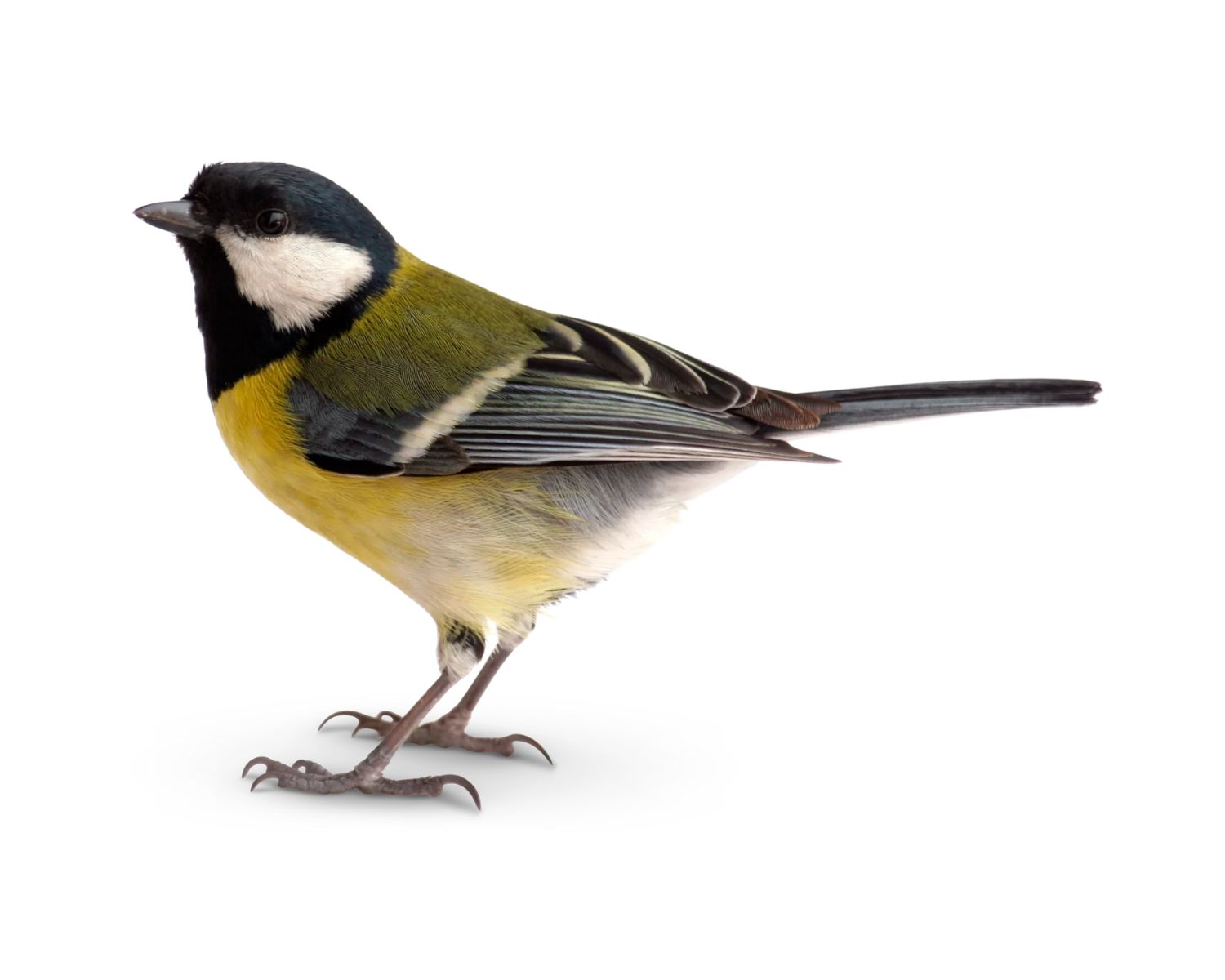 20-facts-about-songbirds