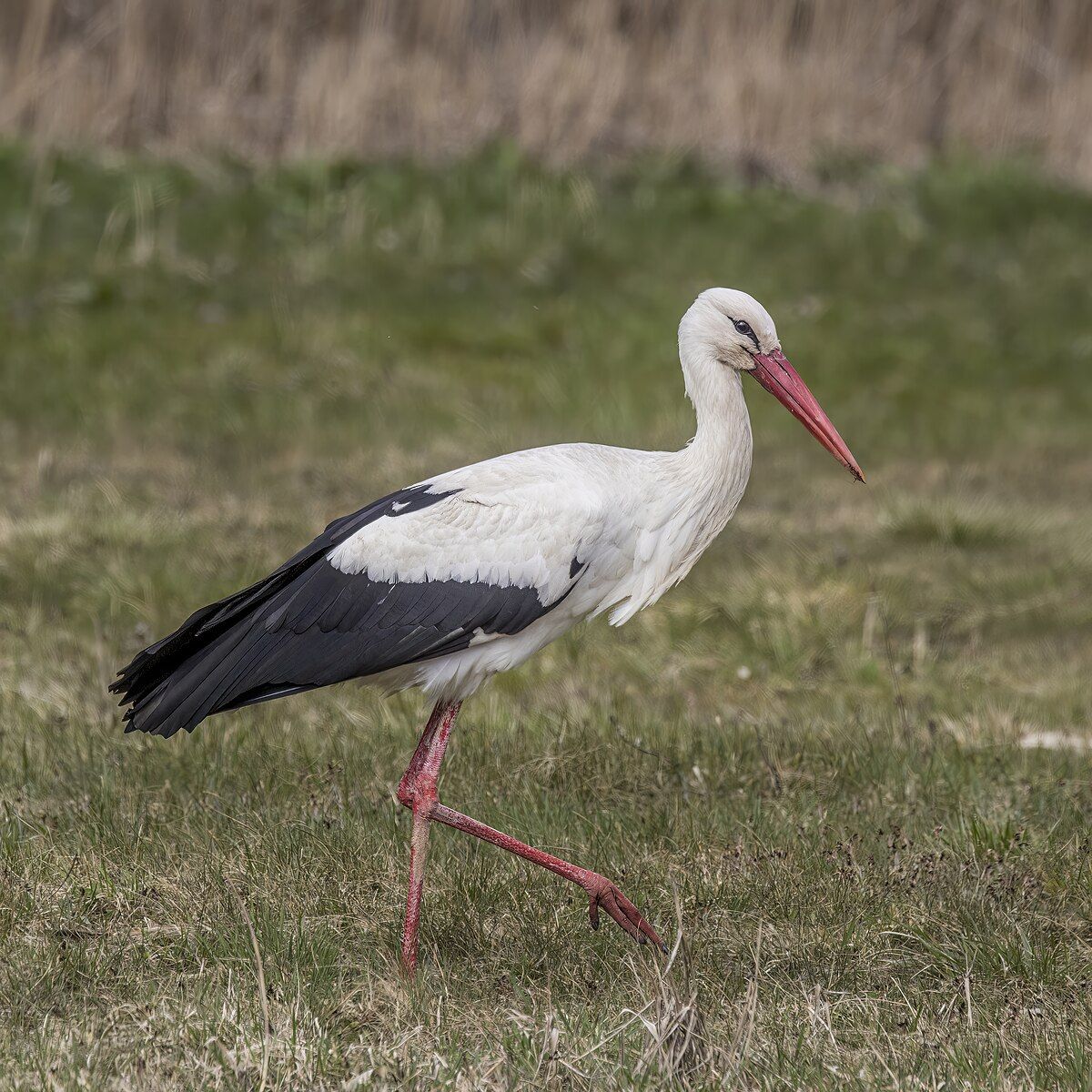 20-facts-about-storks