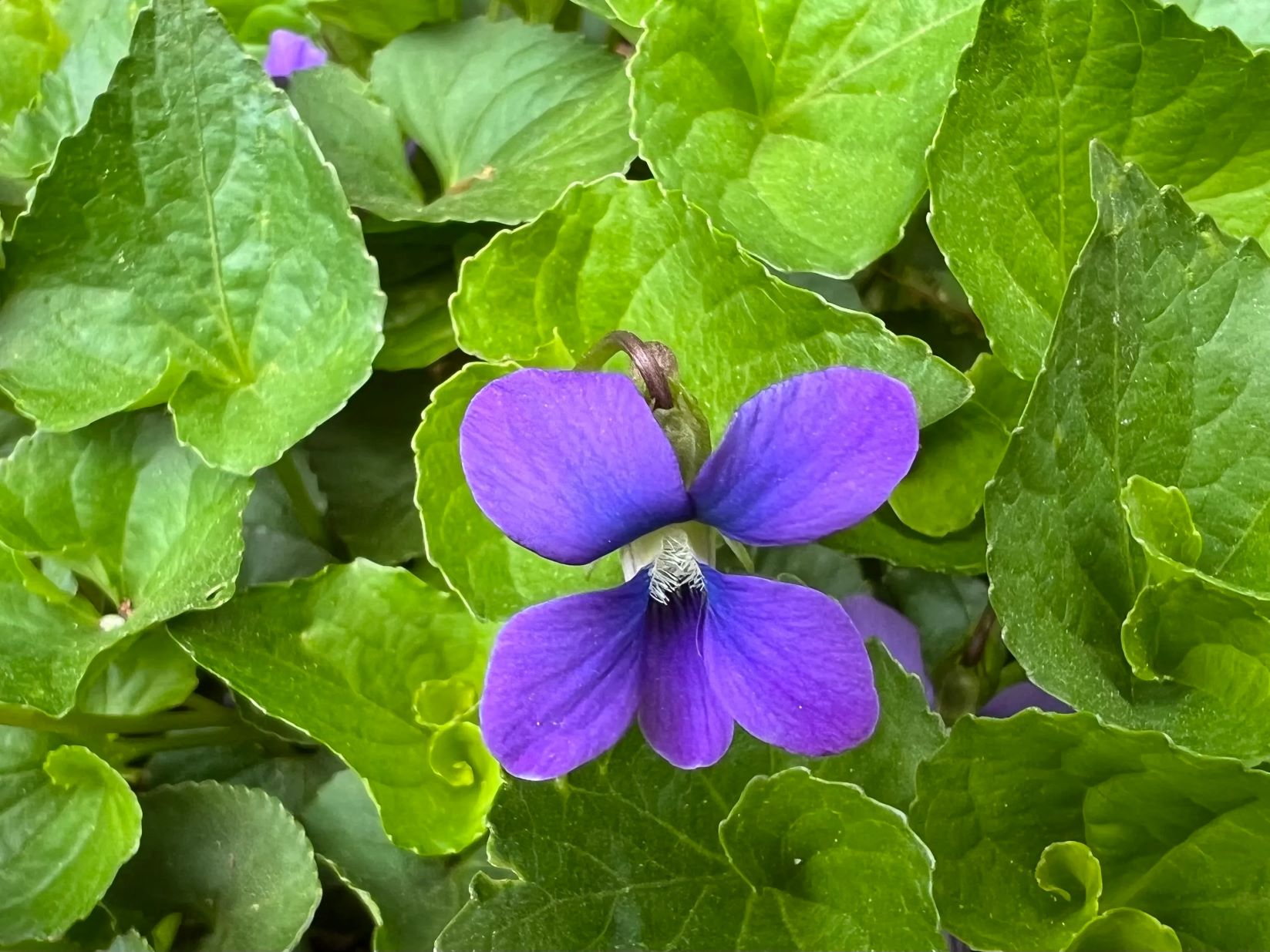 20-facts-about-violets