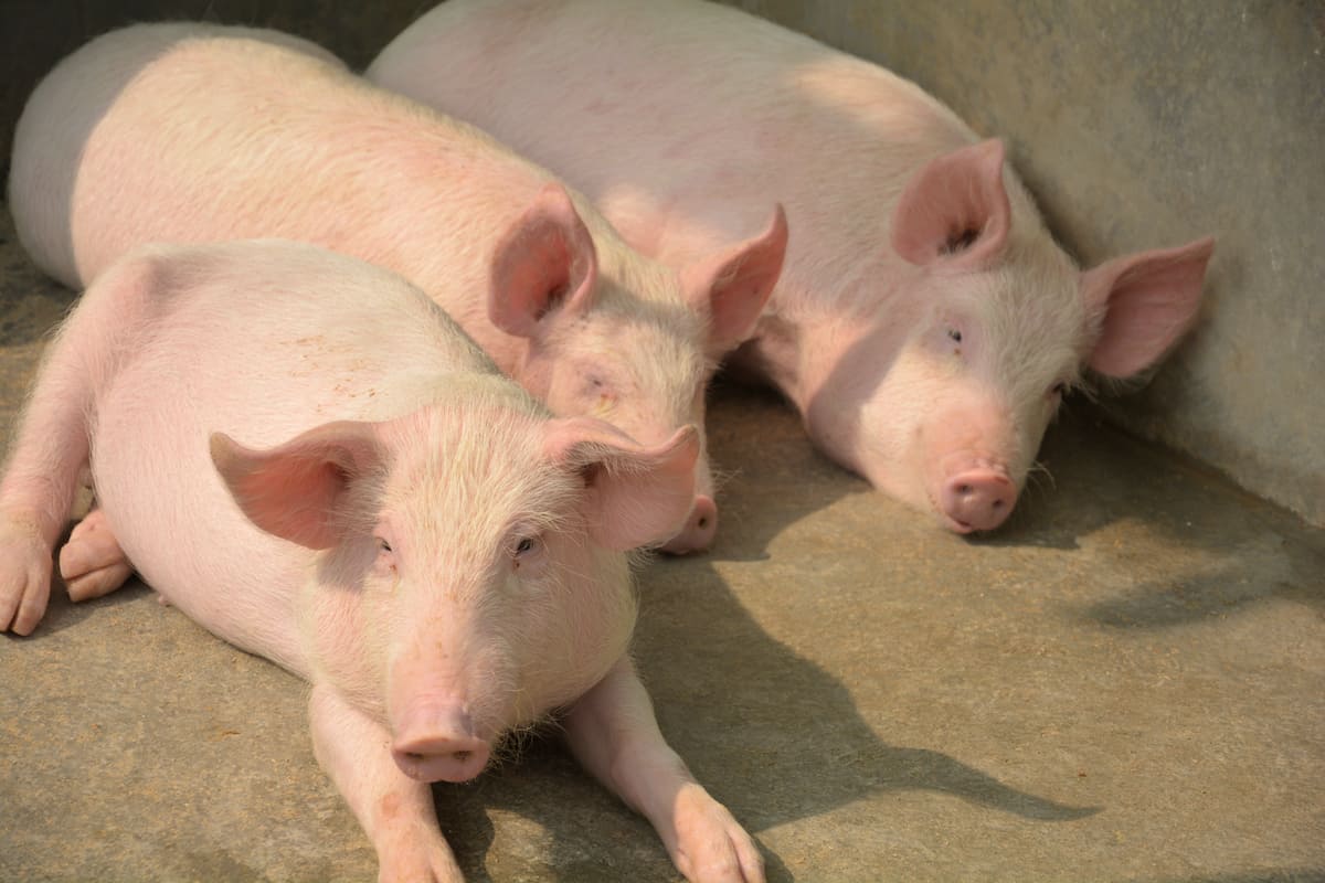 20-facts-about-yorkshire-pigs