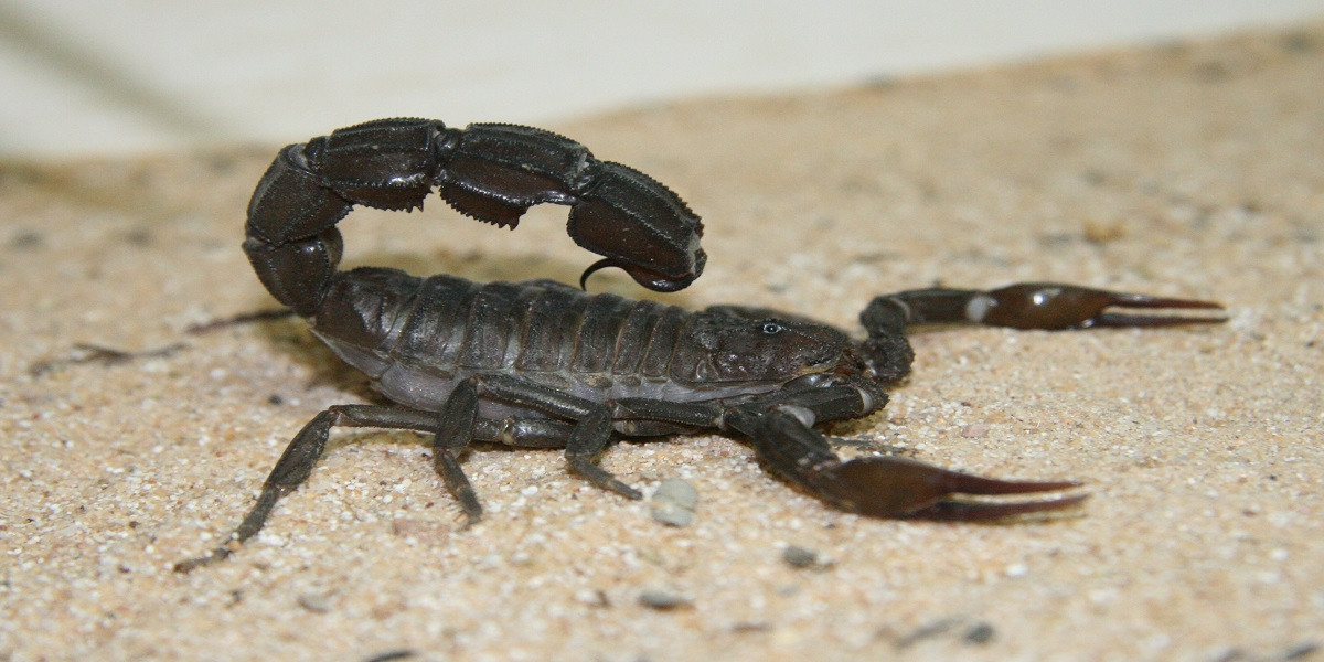 20-fat-tail-scorpion-facts