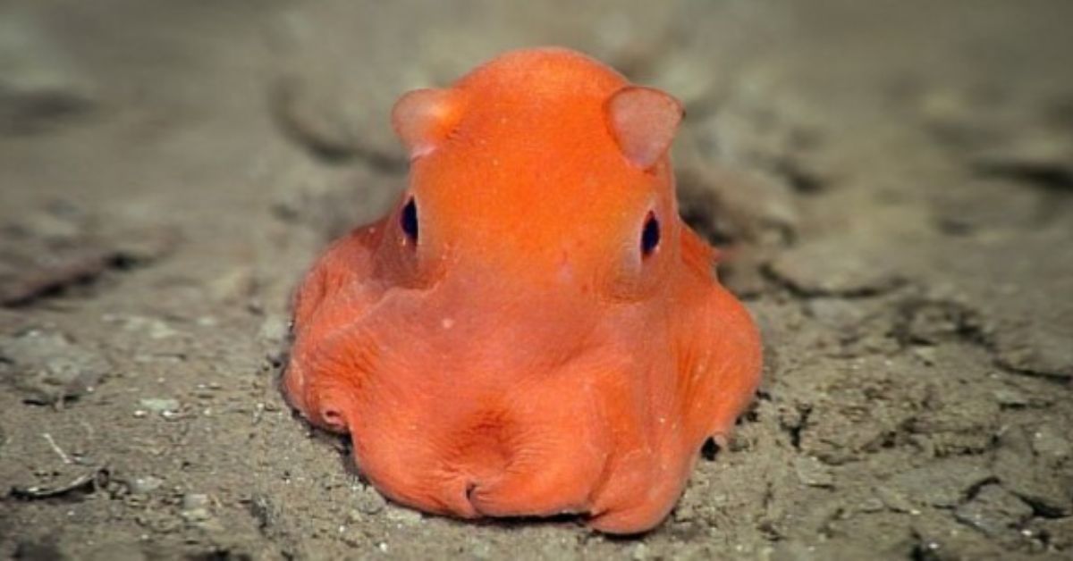 20 Flapjack Octopus Facts Facts 20 Flapjack Octopus Facts Facts
