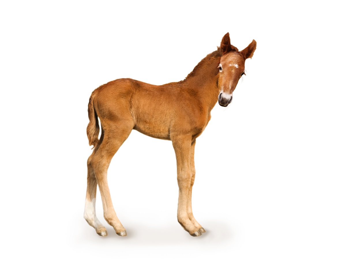 20-foal-facts