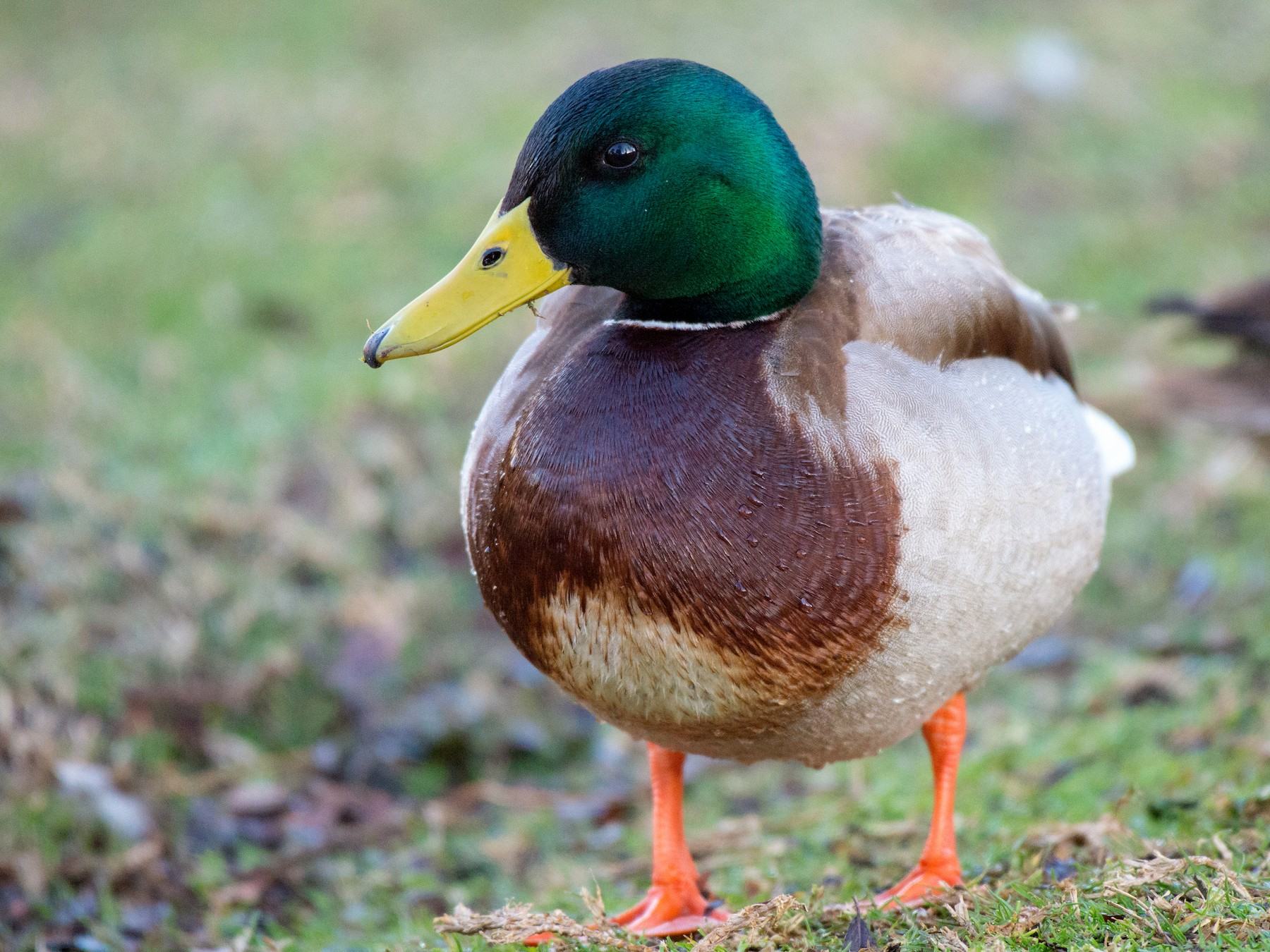 20-fun-facts-about-mallard-ducks