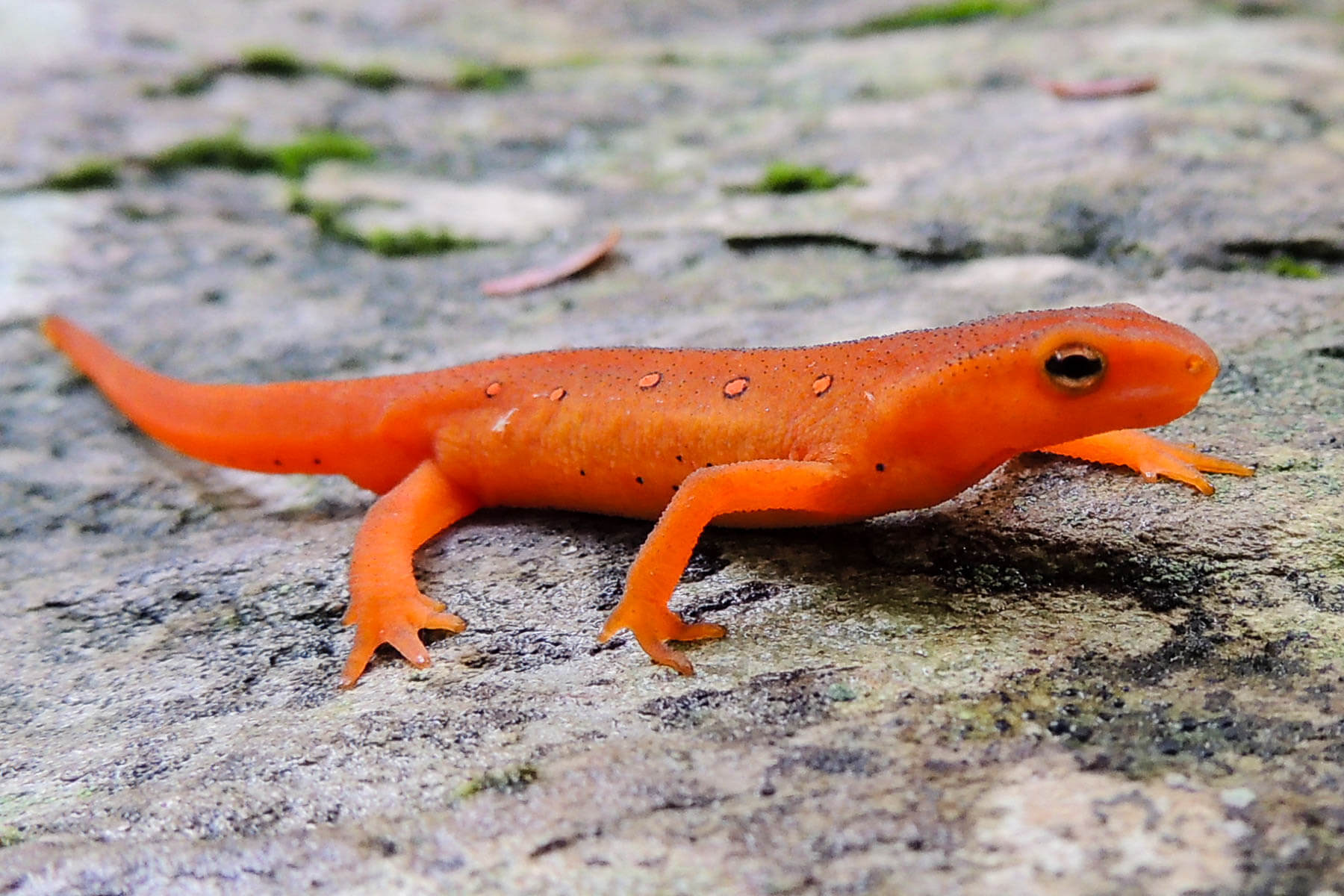 20-fun-facts-about-newts