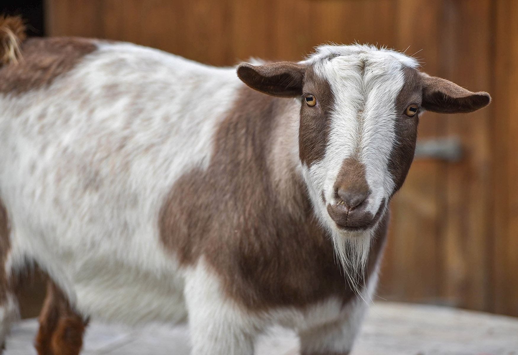 20-fun-facts-about-nigerian-dwarf-goats