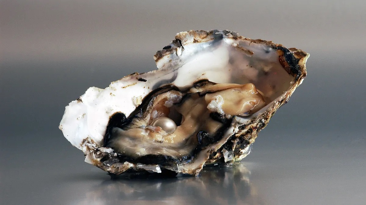 20-fun-facts-about-oysters