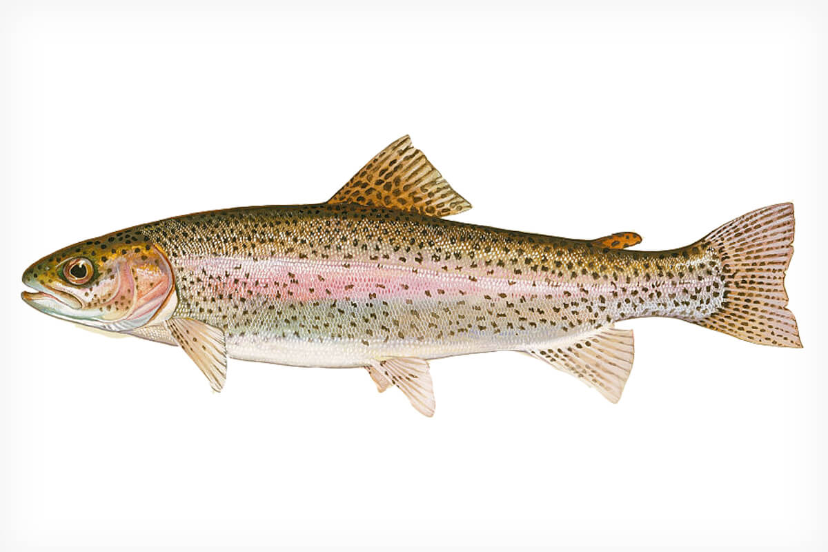 20 Fun Facts About Rainbow Trout 