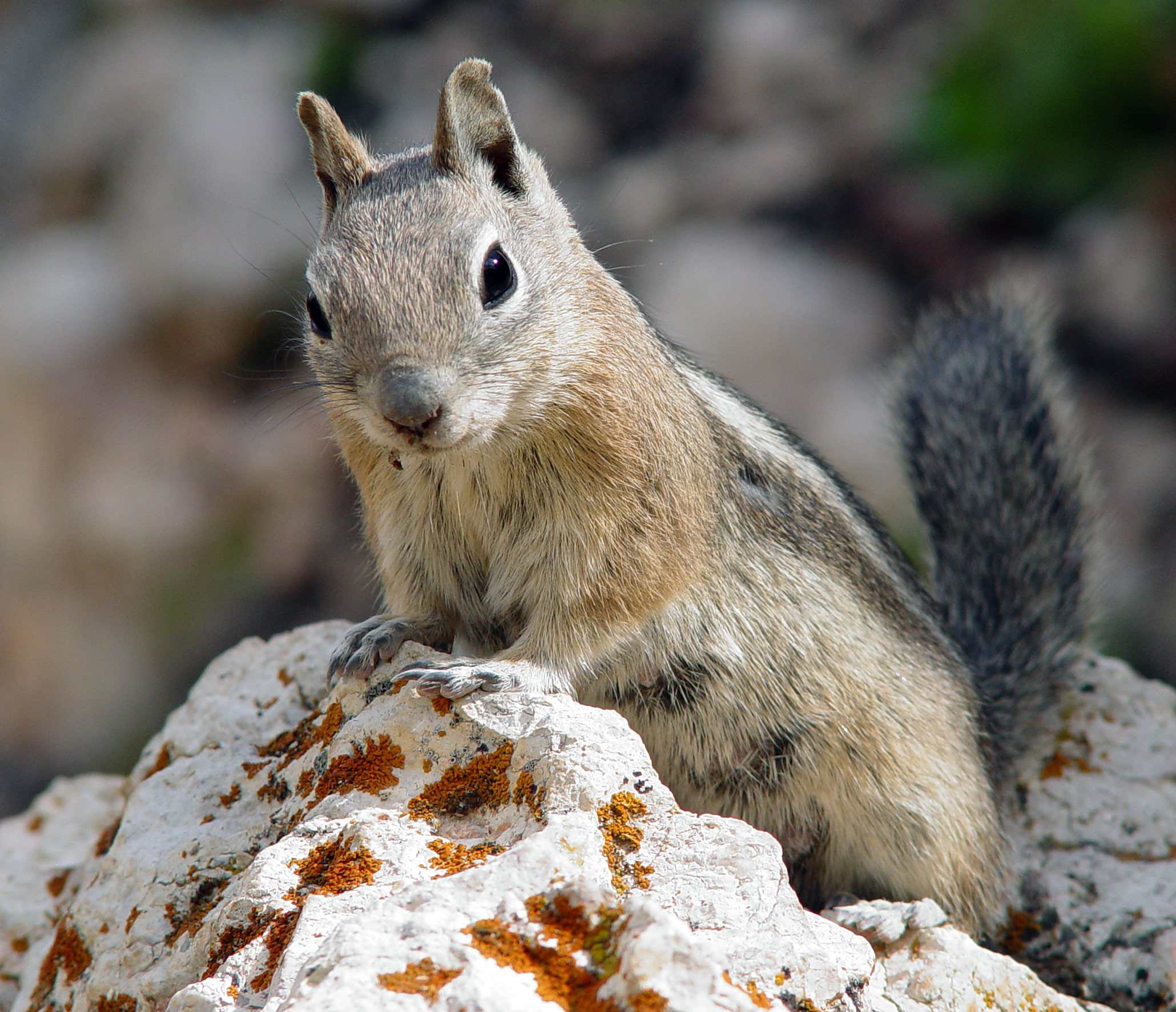 20-golden-mantled-ground-squirrel-facts