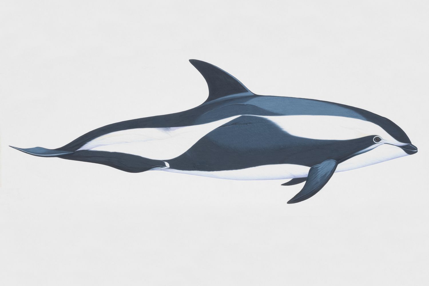 20-hourglass-dolphin-facts