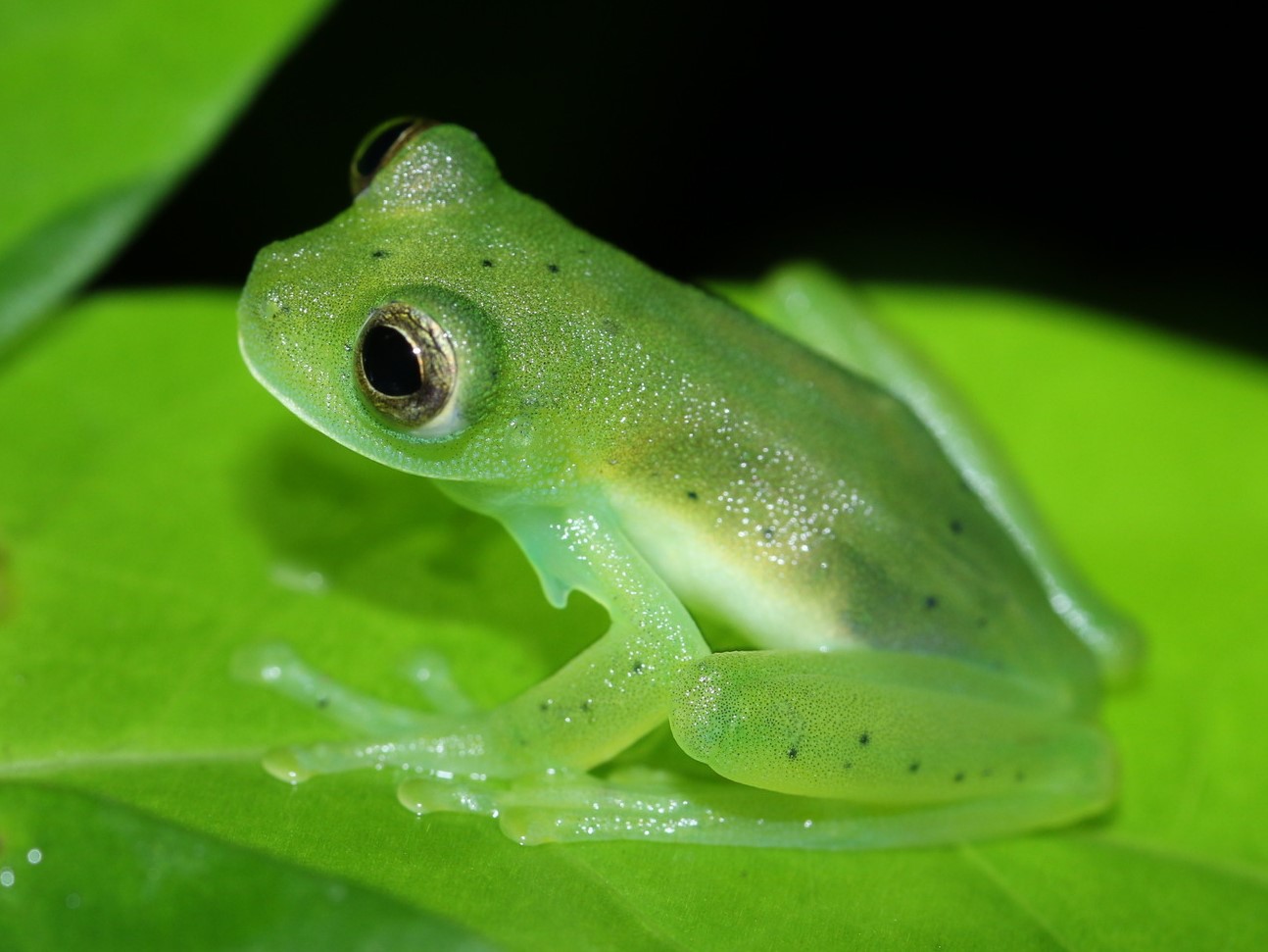 20 Interesting Facts About Glass Frogs 