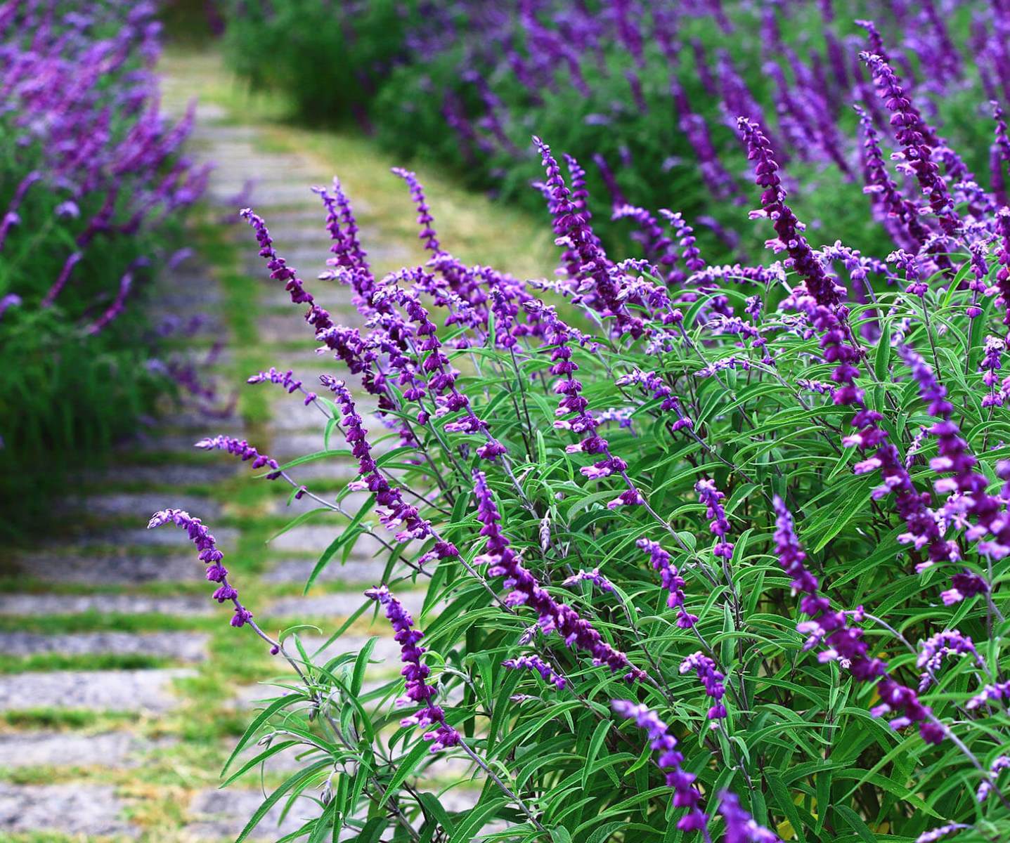 20 Interesting Facts About Salvia Facts