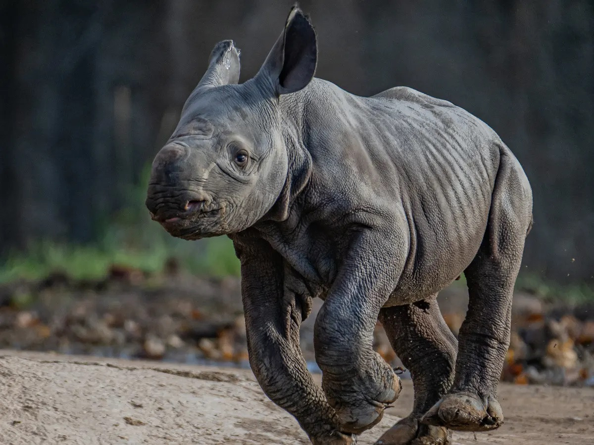 20-interesting-facts-about-the-black-rhino