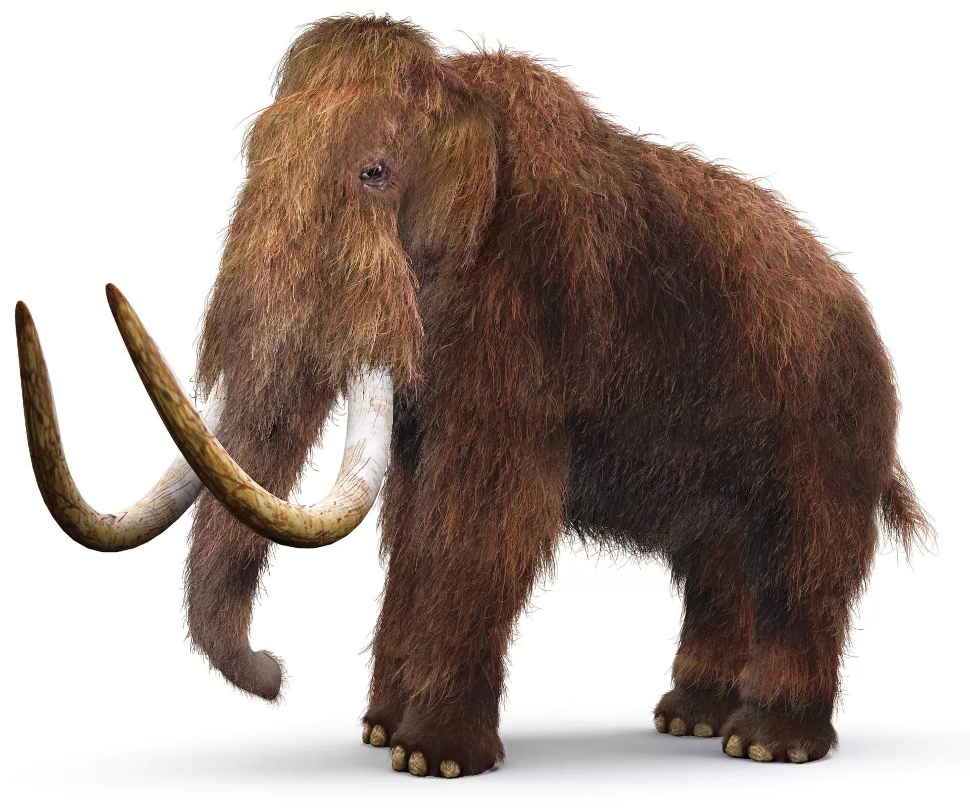 20-mammoths-facts-for-kids