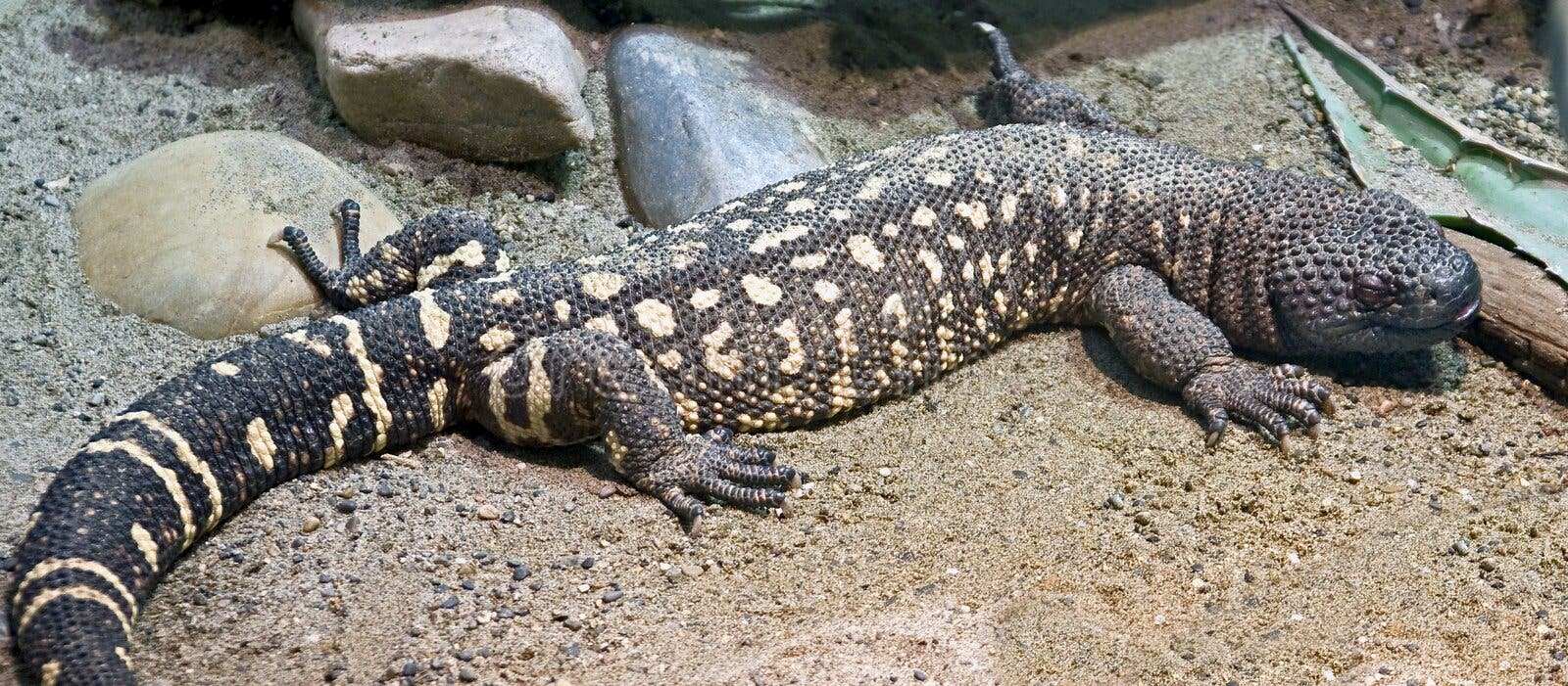 20-mexican-beaded-lizard-facts